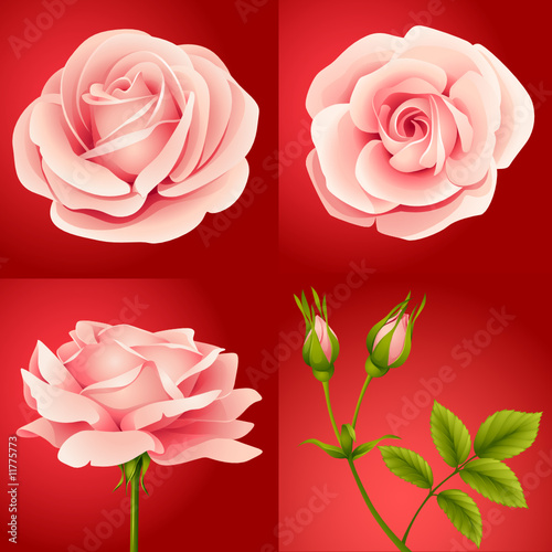 roses set red