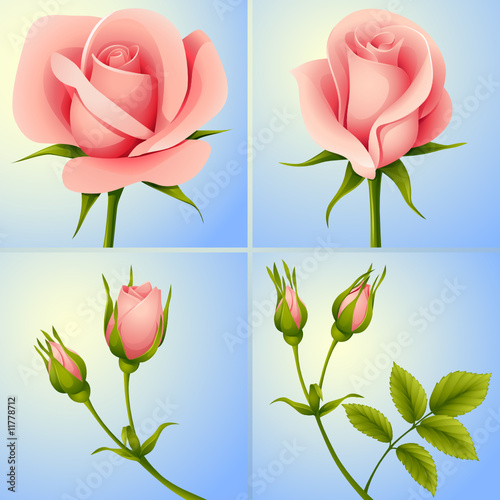 roses set blue
