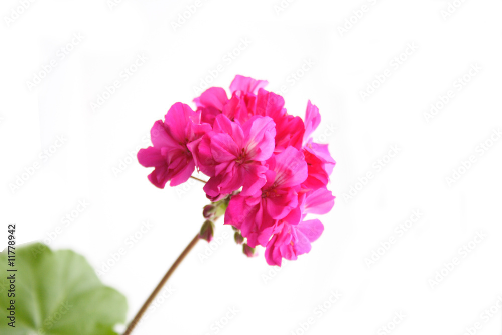 Obraz premium Geranium