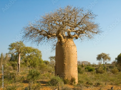 Bottle shaped Baobab tree