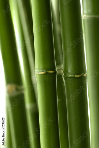 Fototapeta Naklejka Na Ścianę i Meble -  Bamboo plant