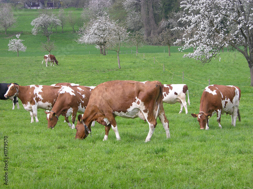 Milchkühe auf Frühlingswiese/Dairy cows on spring meadow