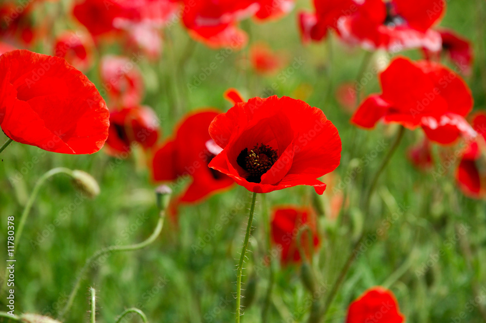 Fototapeta premium red poppy flowers - Papaveraceae Papaver rhoeas