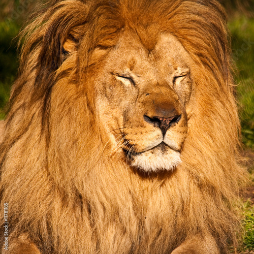 Male Lion Sleeping