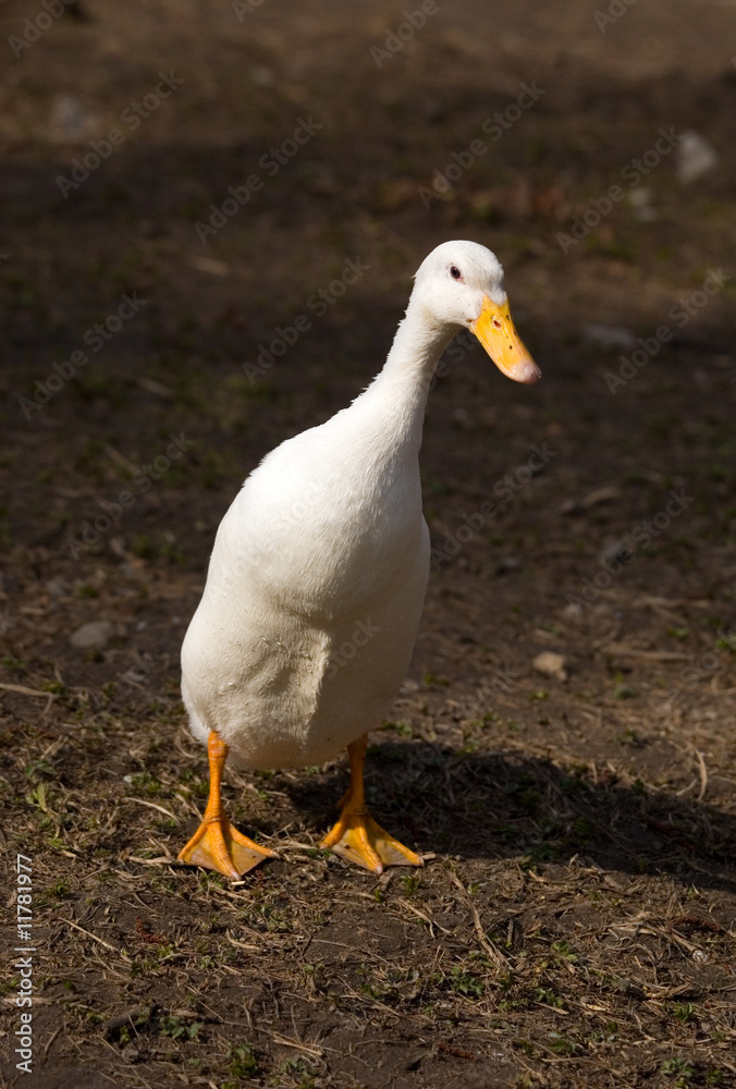 Goose Goose