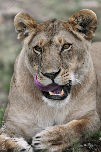 Lioness  Panthera leo .