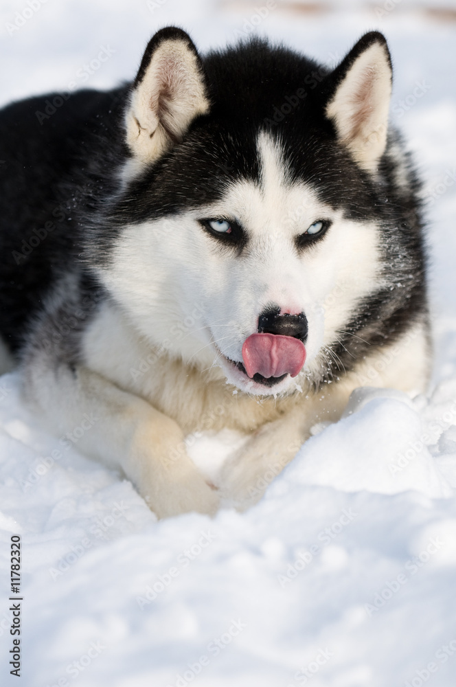 Huski dog licking