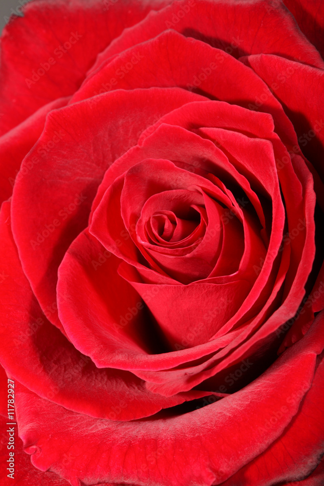 Red rose. Red rose.