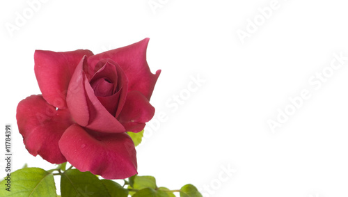 cerise red valentine rose flower photo