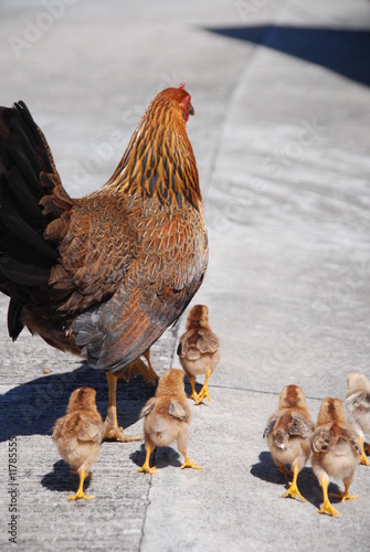 maman poule 6