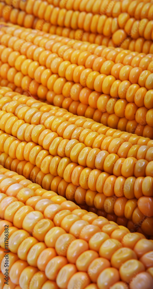 Fototapeta premium Close up of the corn cob