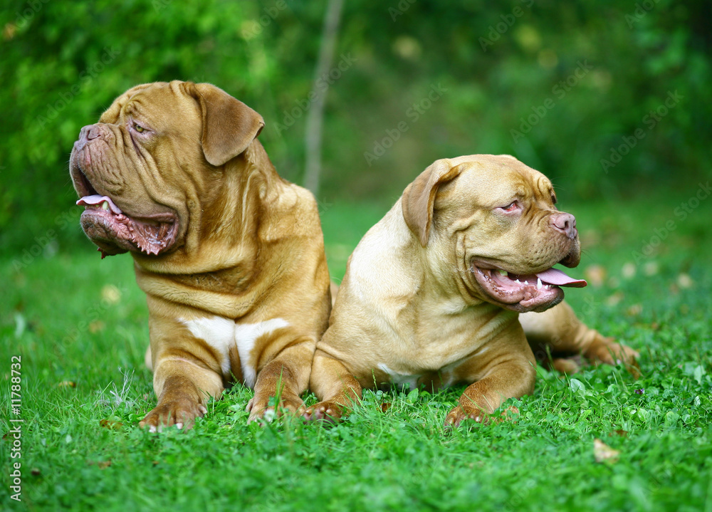 Two mastiff from Bordeaux in a grass.