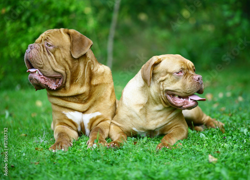 Two mastiff from Bordeaux in a grass.