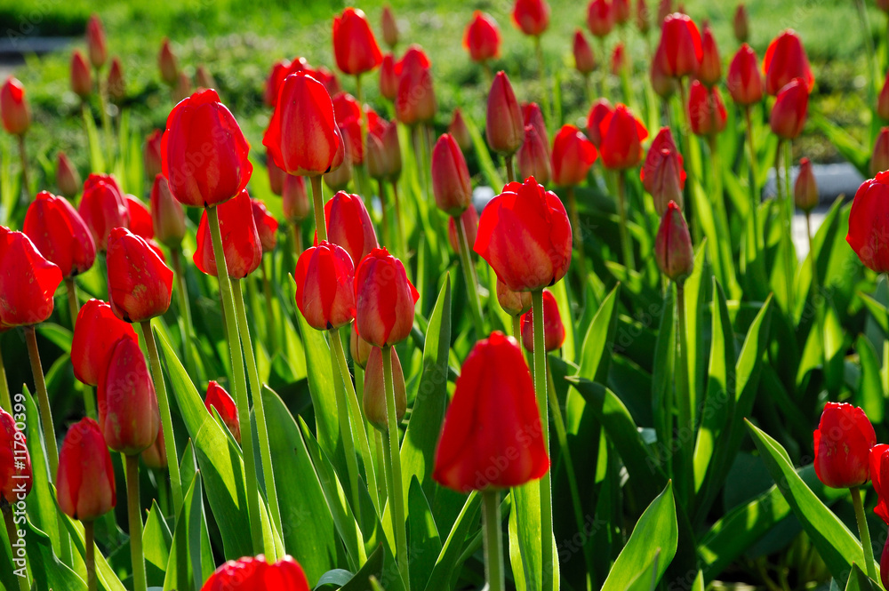 Fototapeta premium mass blooming of red tulips