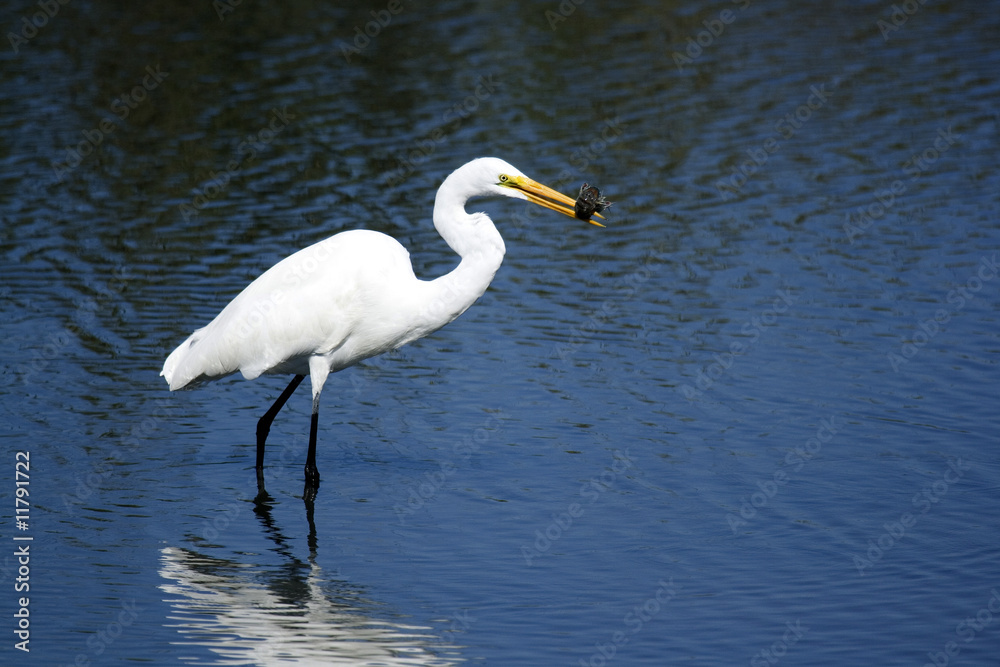 Great Egret Great Egret