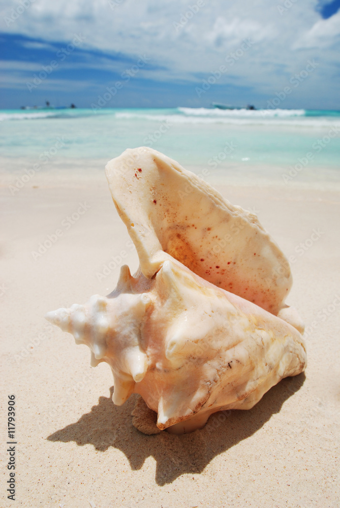 Shell in the Caribbean Shell in the Caribbean