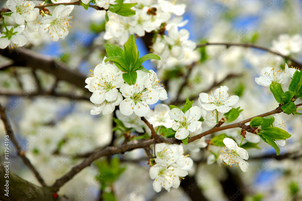 plum bloom