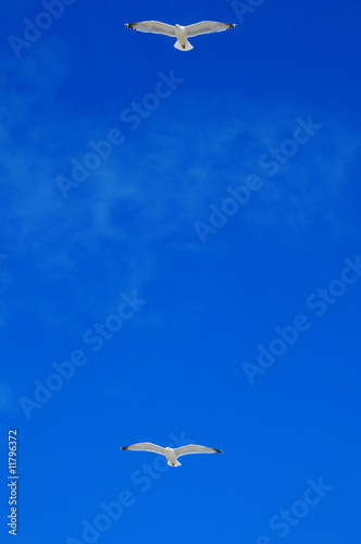 Fotografie synchro pair