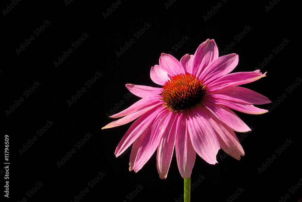 Sonnenhut Purpur - Purple Coneflower 19