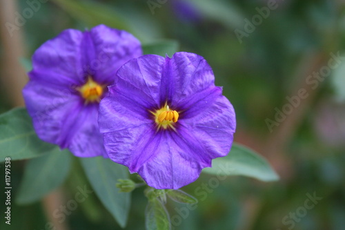 Fleur Solanum Violette photo