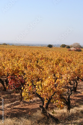 Un champs de Vignes