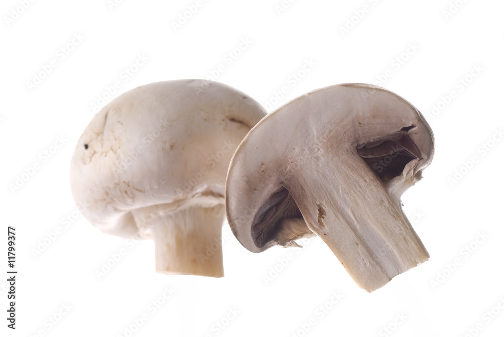 Mushroom Mushroom