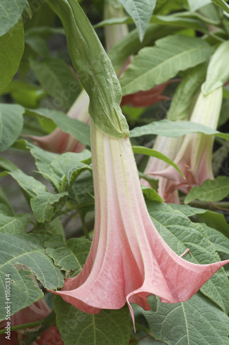 Brugmansia 'Pink Beauty'