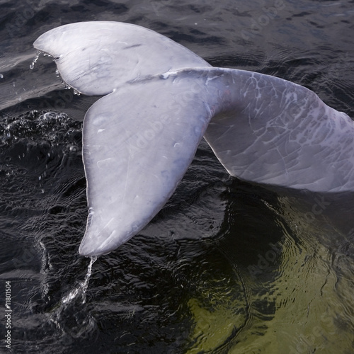Fin of a beluga whale