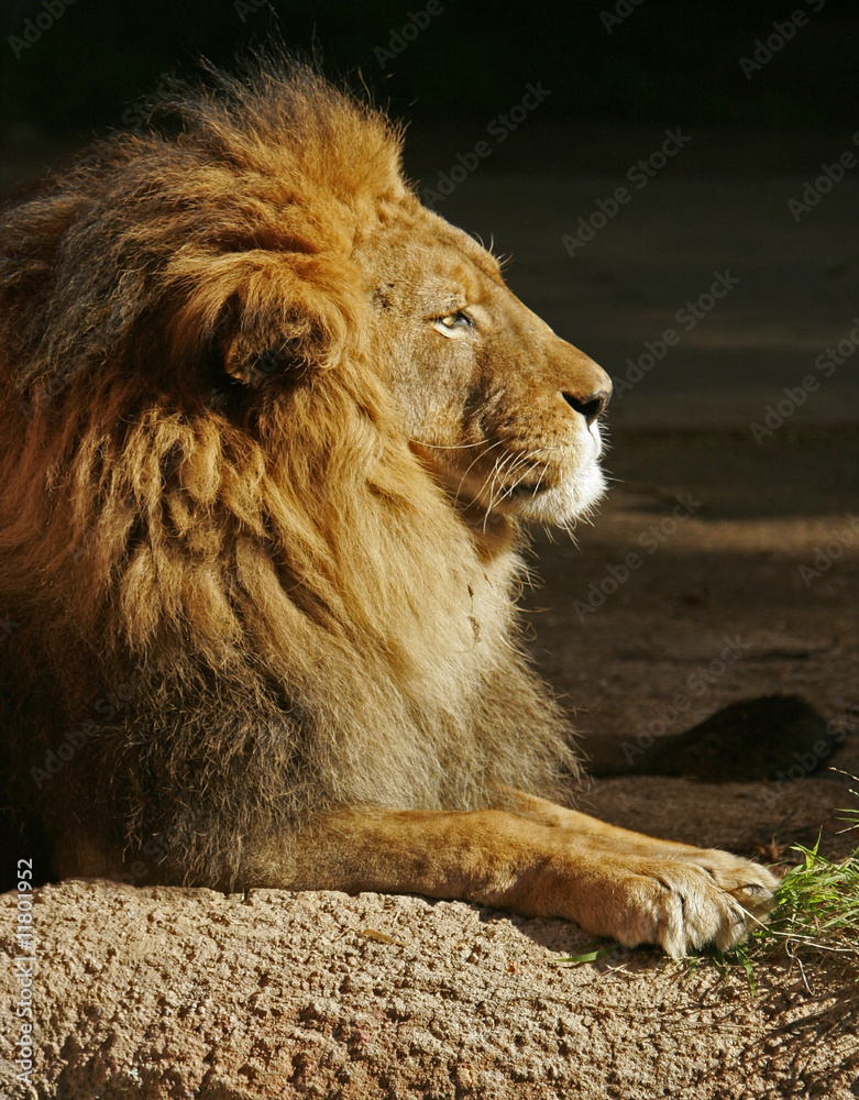 Obraz premium African Lion