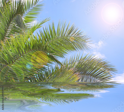 Urlaubsstimmung mit Palmen und Wasserspiegelung