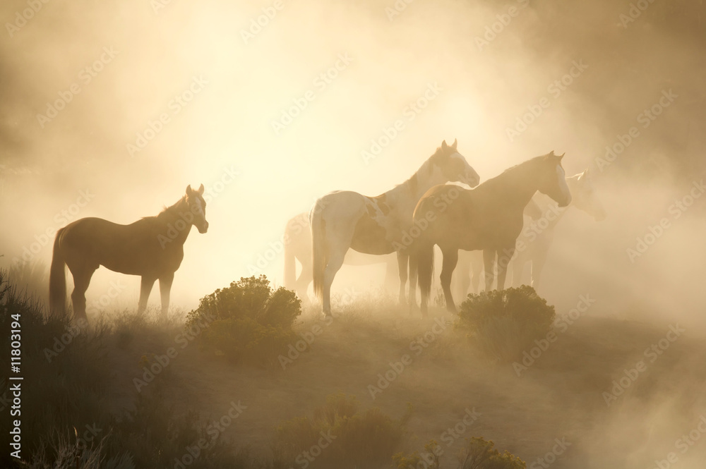 Horses in morning light Horses in morning light