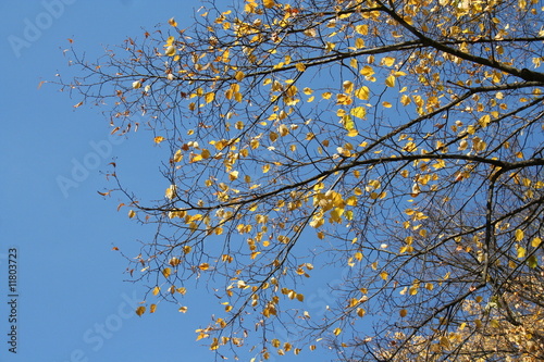herbst