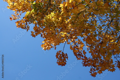 herbst