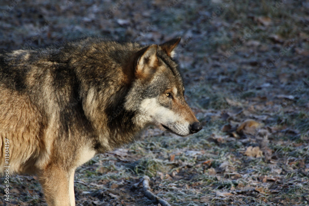Fototapeta premium Eurasischer Wolf