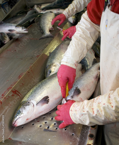 Salmon packing
