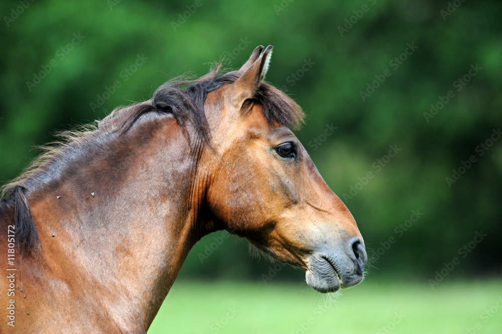 Fototapeta premium Horse