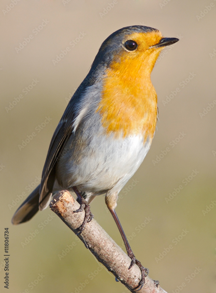 Fototapeta premium Beautiful red bird