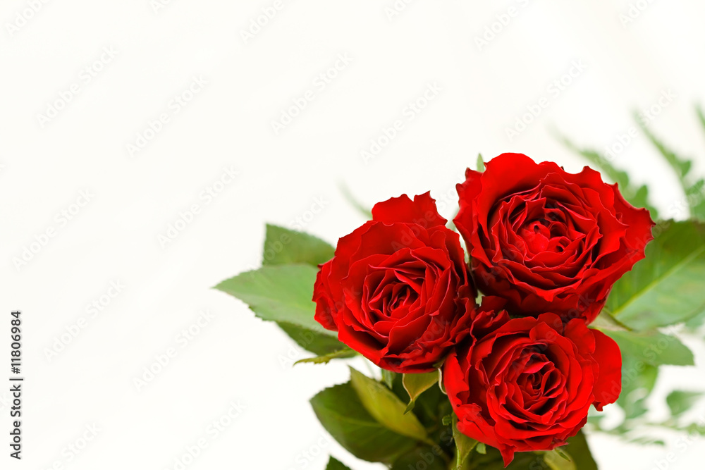 Beautiful roses on a white shiny background. Beautiful roses on a white shiny background.