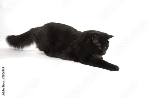 Black cat on a white background © Miramiska