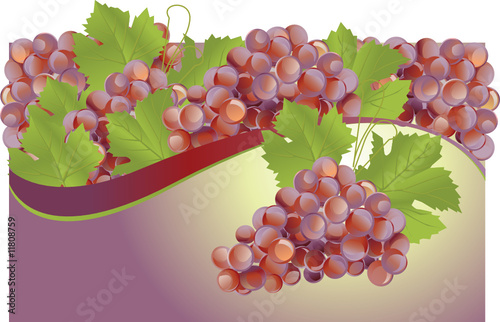 Fruit fresh grapes