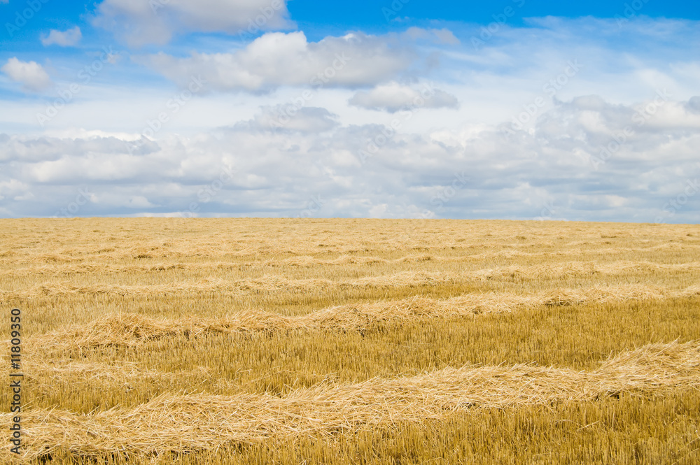 yellow field