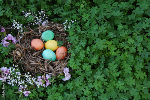 Nest of Easter Eggs in the Clover