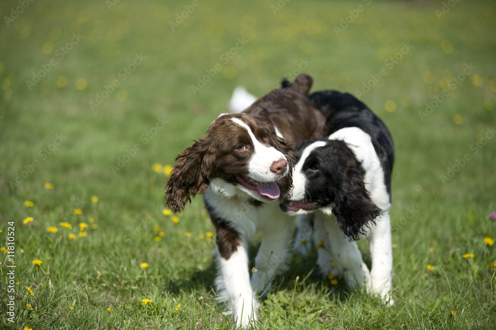 Two Springer Spaniel Puppies at Play