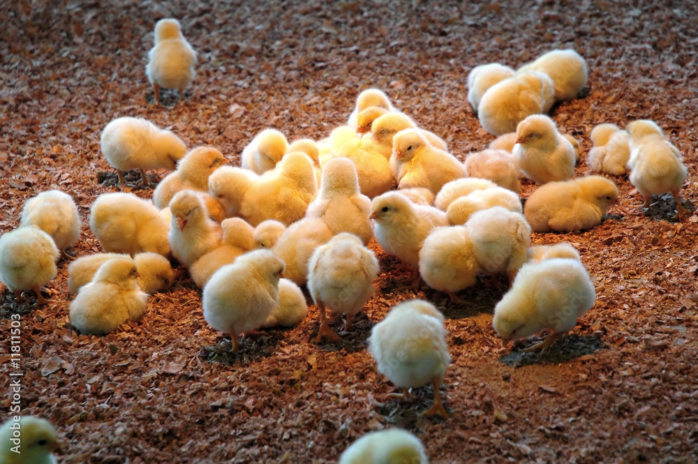 a group of chick a group of chick