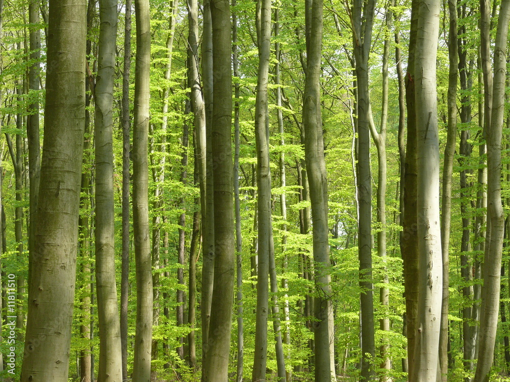 Buchenwald im Frühling