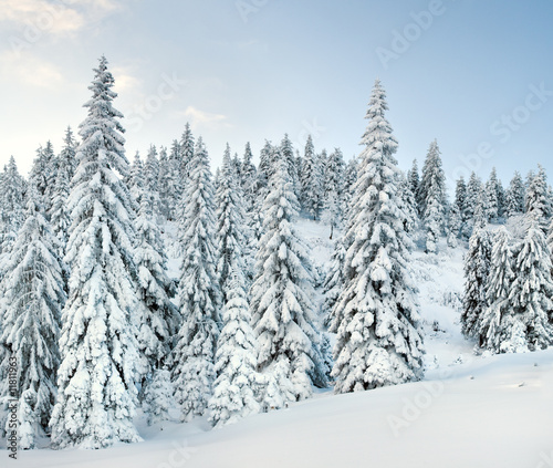 winter mountain forest