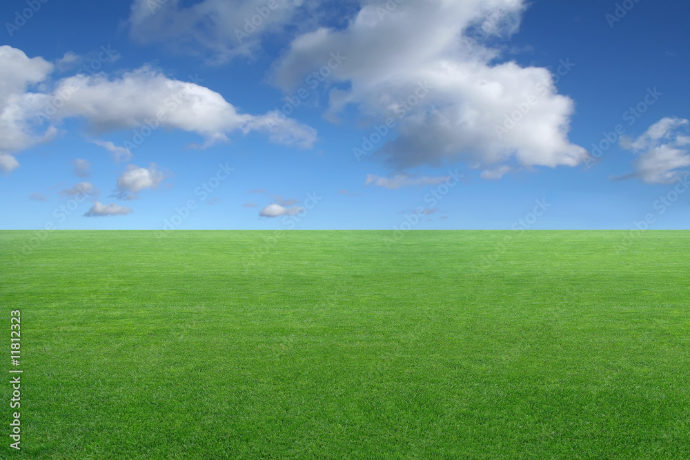 Fototapeta premium landscape - green grass on blue sky background