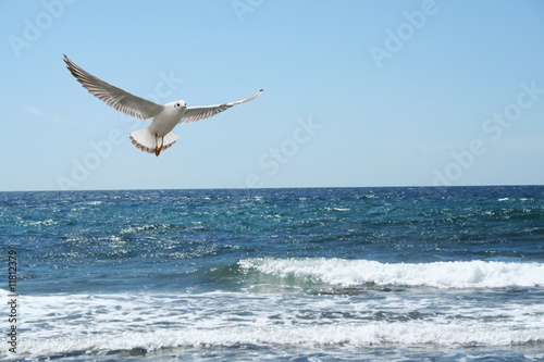 a beautiful seagul © ely2000