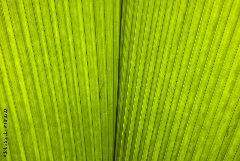 palm leaf section palm leaf section