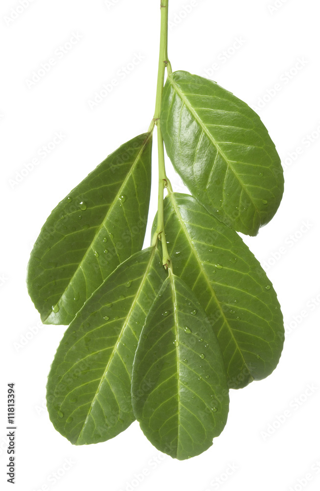 Fototapeta premium leaves new